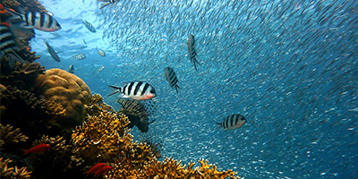 bonaire-vacature